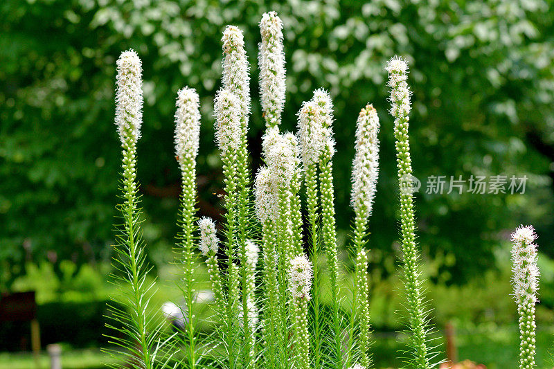 Liatris spicata /耀眼的星星